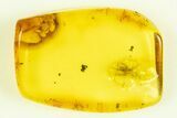Authentic Baltic Amber With Fossil Insect - 44 Million Years Old - Photo 4